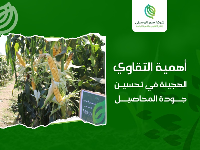 التقاوي الهجينة