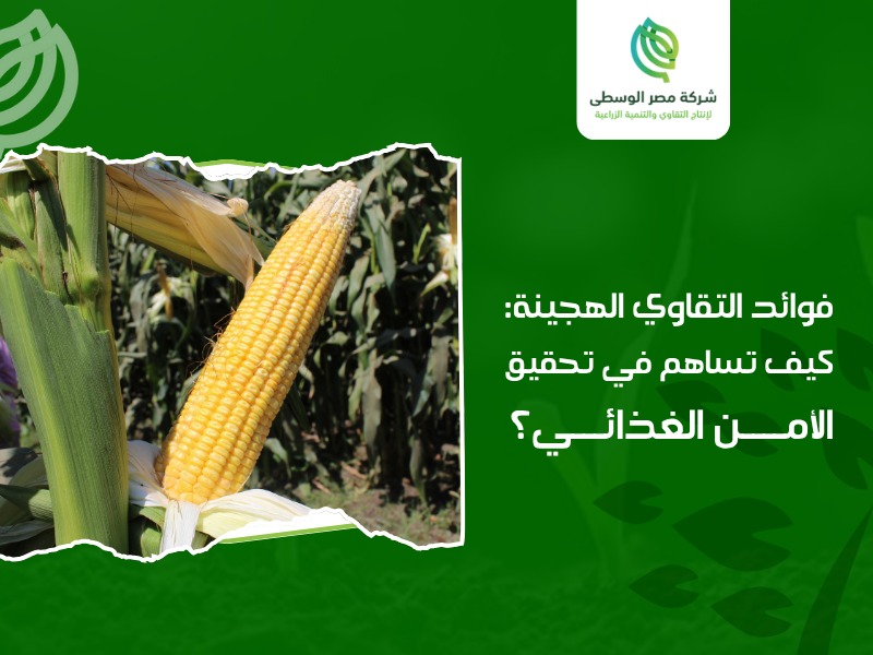 التقاوي الهجينة