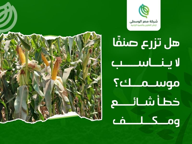 شركة انتاج هجين وبذور