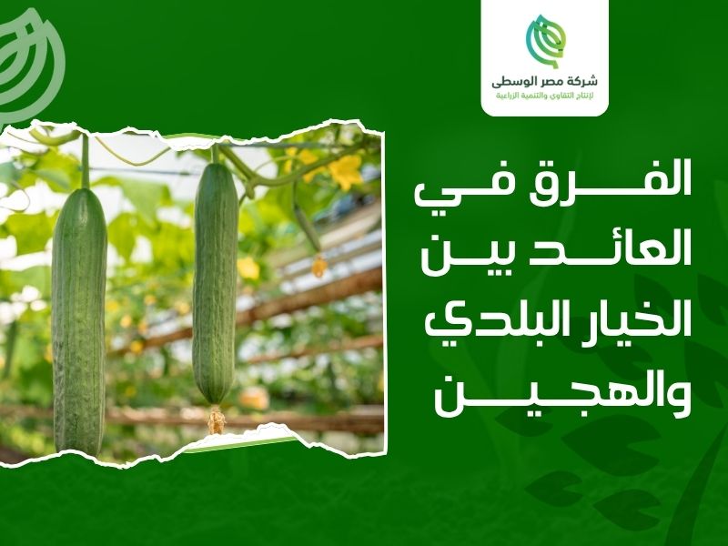 أنواع الخيار الهجين