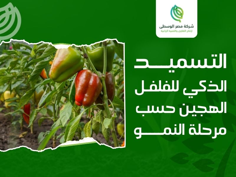 زراعة الفلفل الألوان