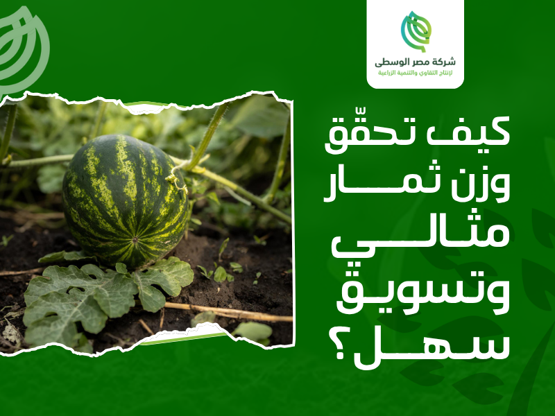 أصناف بطيخ بدون بذر