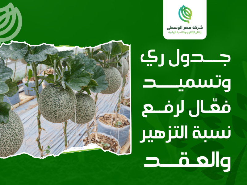 حصاد الكانتالوب