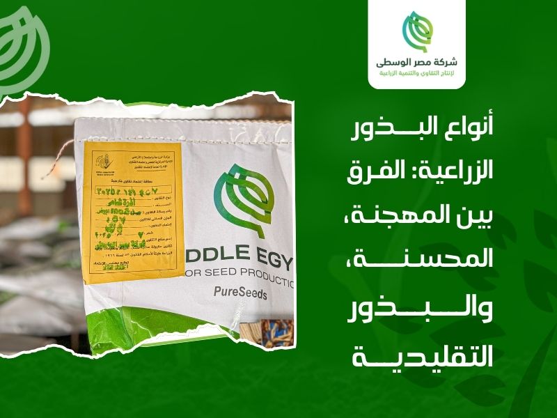 بذور هجين في مصر