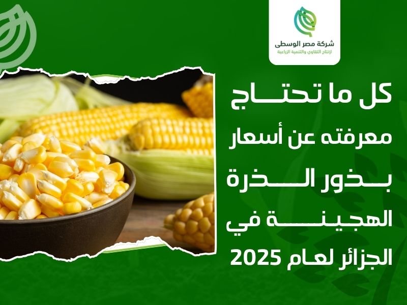 أسعار بذور الذرة الهجينة في الجزائر