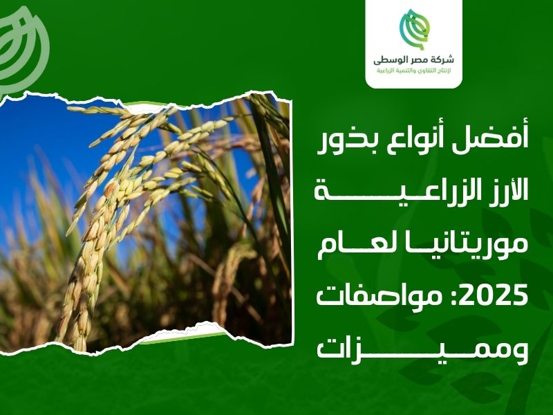 أفضل أنواع بذور الأرز الزراعية في موريتانيا