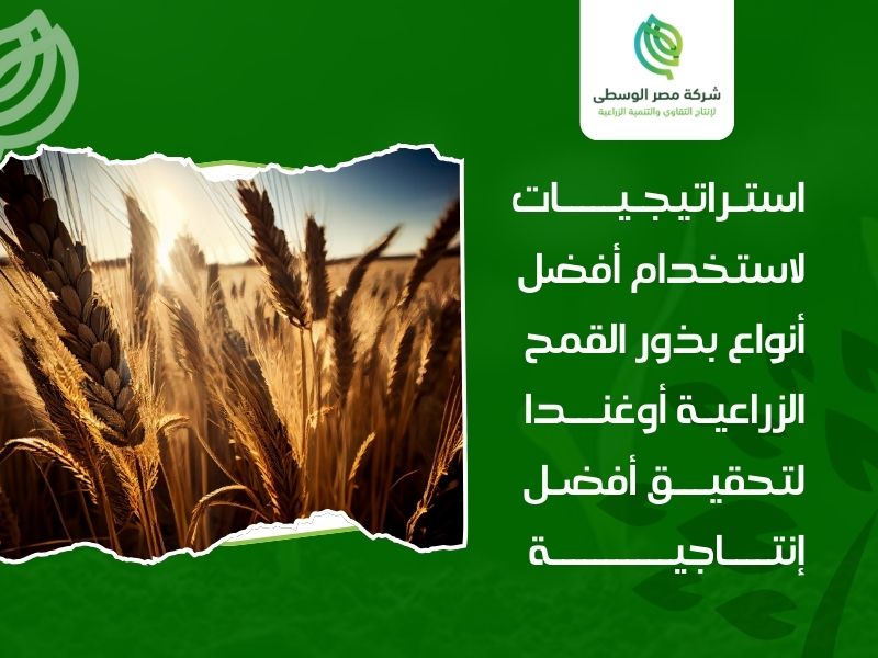 أفضل أنواع بذور القمح الزراعية أوغندا