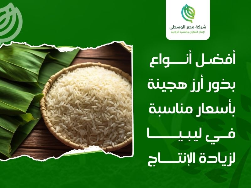 بذور أرز هجينة بأسعار مناسبة في ليبيا