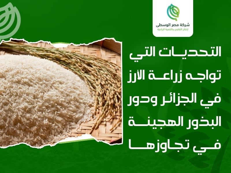 بذور أرز هجينة مناسبة للتربة الجزائرية