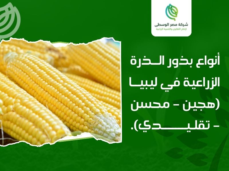 بذور الذرة الزراعية ليبيا