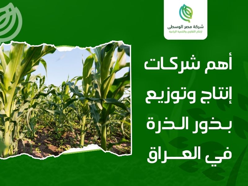 بذور الذرة العراق