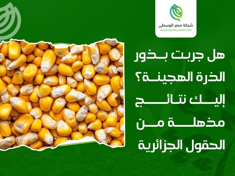 بذور الذرة الهجينة الجزائر