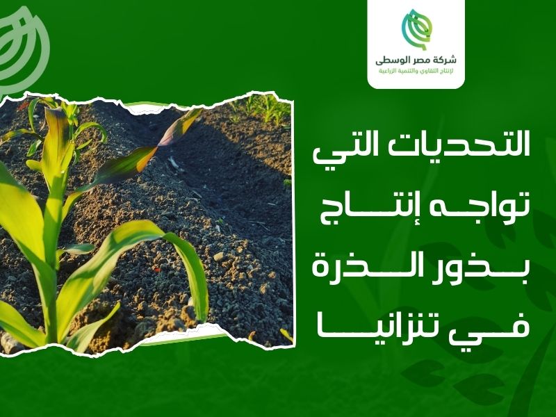 بذور الذرة تنزانيا
