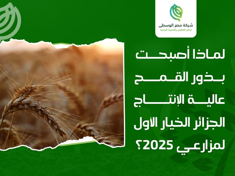 بذور القمح عالية الإنتاج في الجزائر