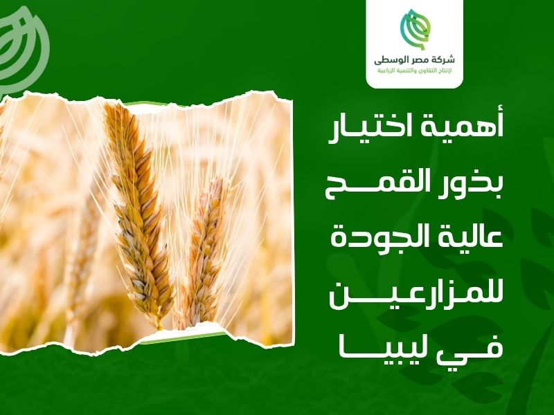 بذور القمح عالية الجودة ليبيا