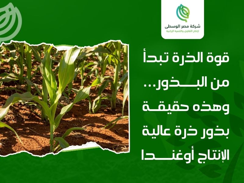 بذور ذرة عالية الإنتاج أوغندا