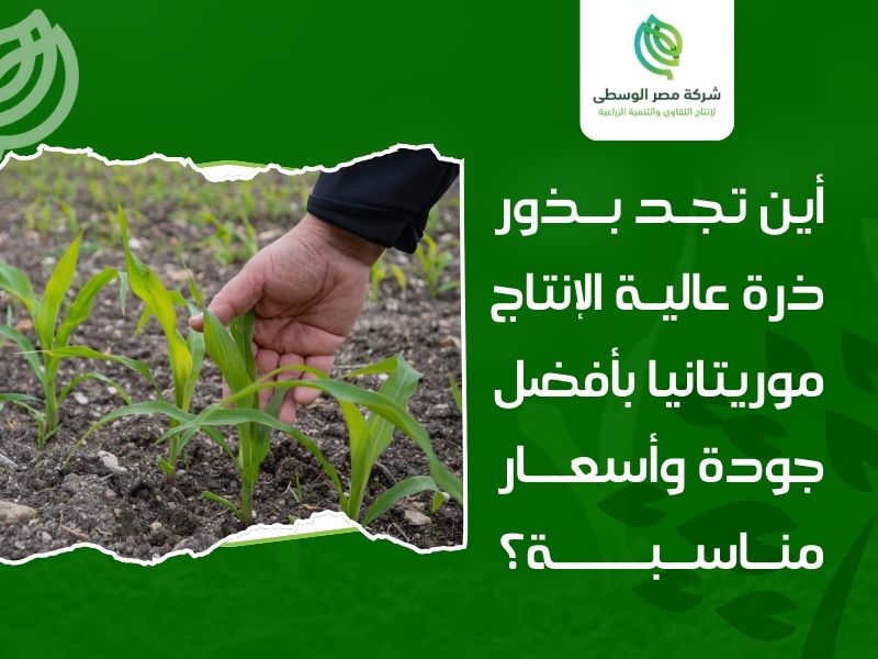 ذور ذرة عالية الإنتاج في موريتانيا