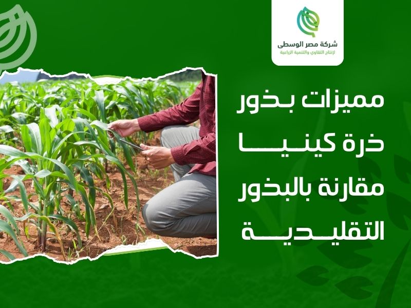 بذور ذرة كينيا