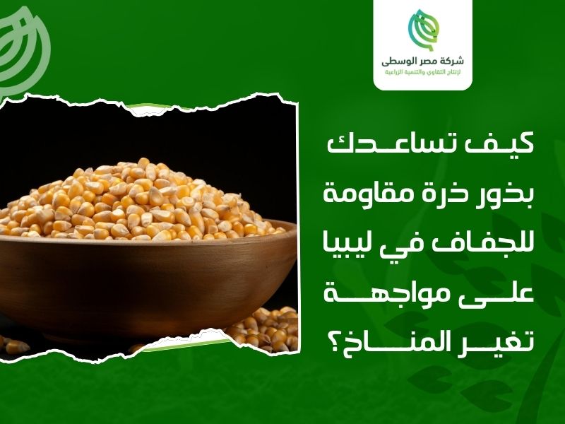 بذور ذرة مقاومة للجفاف في ليبيا
