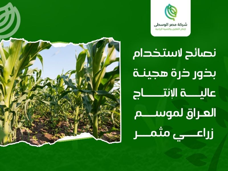بذور ذرة هجينة عالية الإنتاج العراق