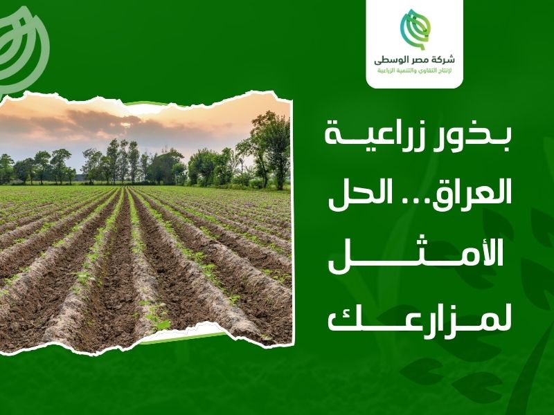 بذور زراعية العراق