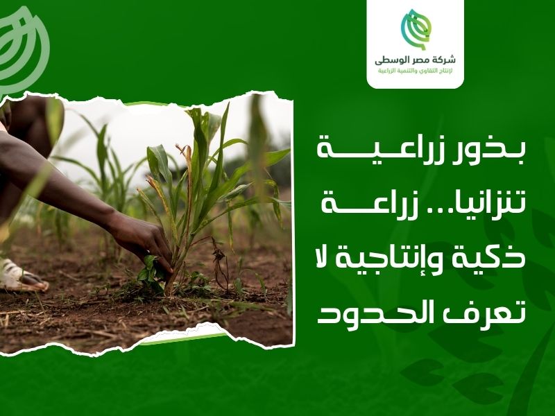 بذور زراعية تنزانيا