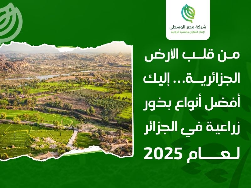 بذور زراعية في الجزائر