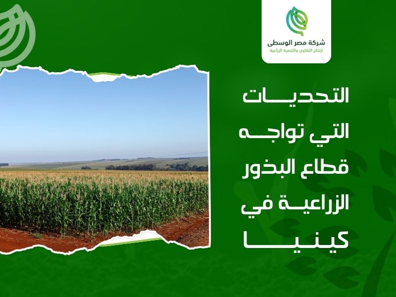 بذور زراعية كينيا