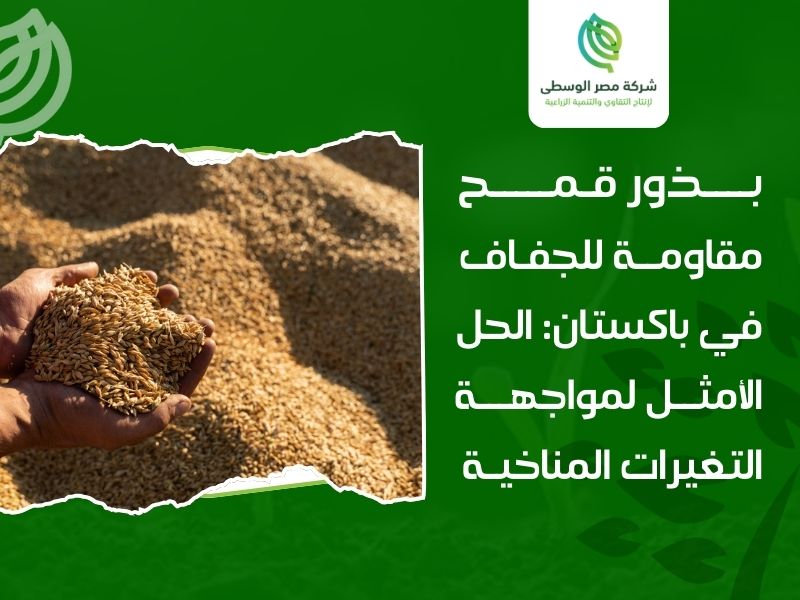 بذور قمح مقاومة للجفاف في باكستان