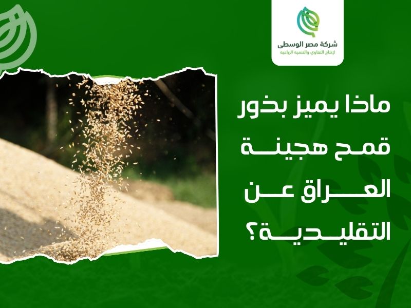 بذور قمح هجينة العراق