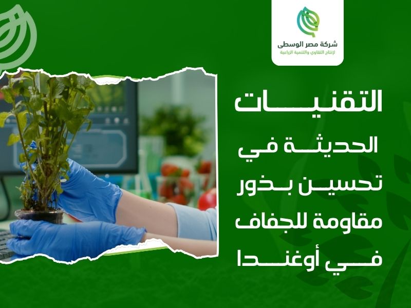 بذور مقاومة للجفاف أوغندا
