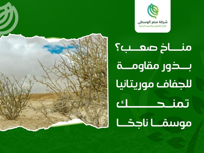 بذور مقاومة للجفاف موريتانيا