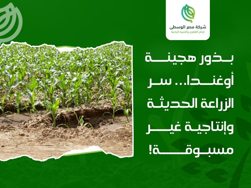 بذور ذرة عالية الإنتاج أوغندا