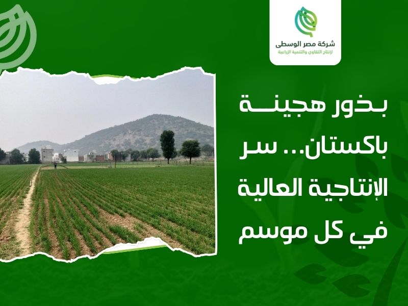 بذور هجينة باكستان
