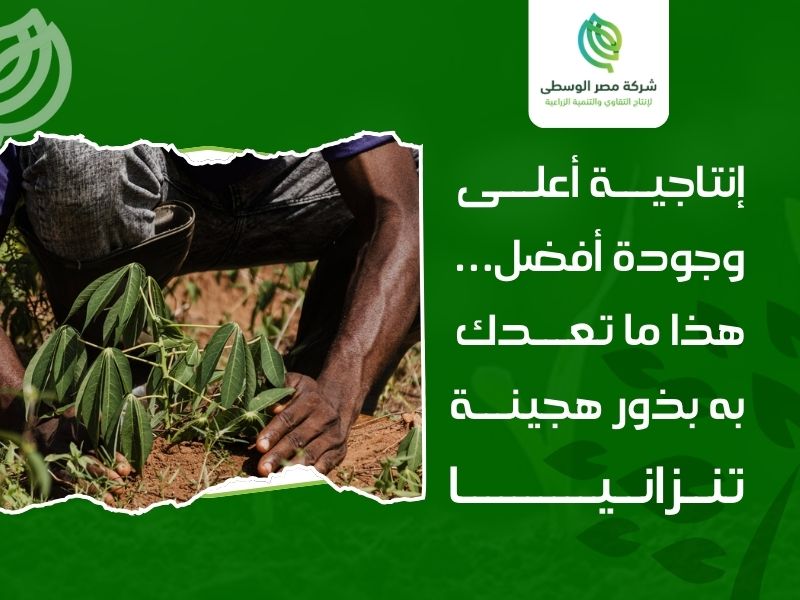 بذور هجينة تنزانيا