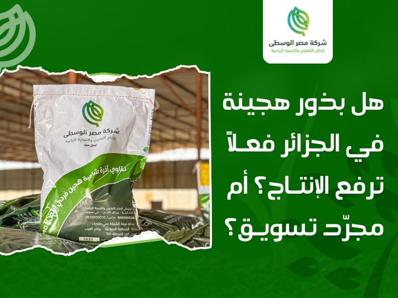 بذور هجينة في الجزائر