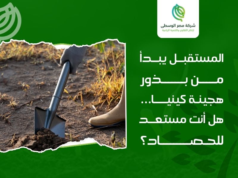 بذور هجينة كينيا