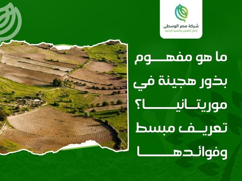 بذور هجينة موريتانيا