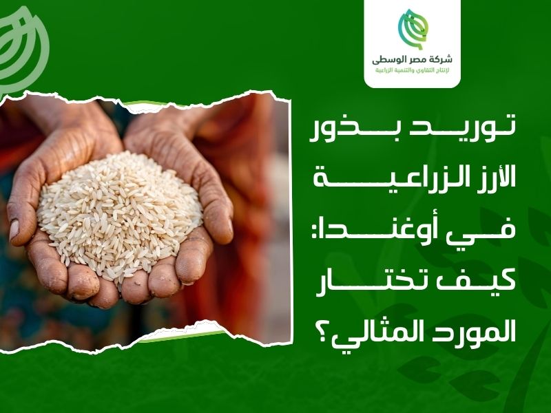 توريد بذور الأرز الزراعية في أوغندا