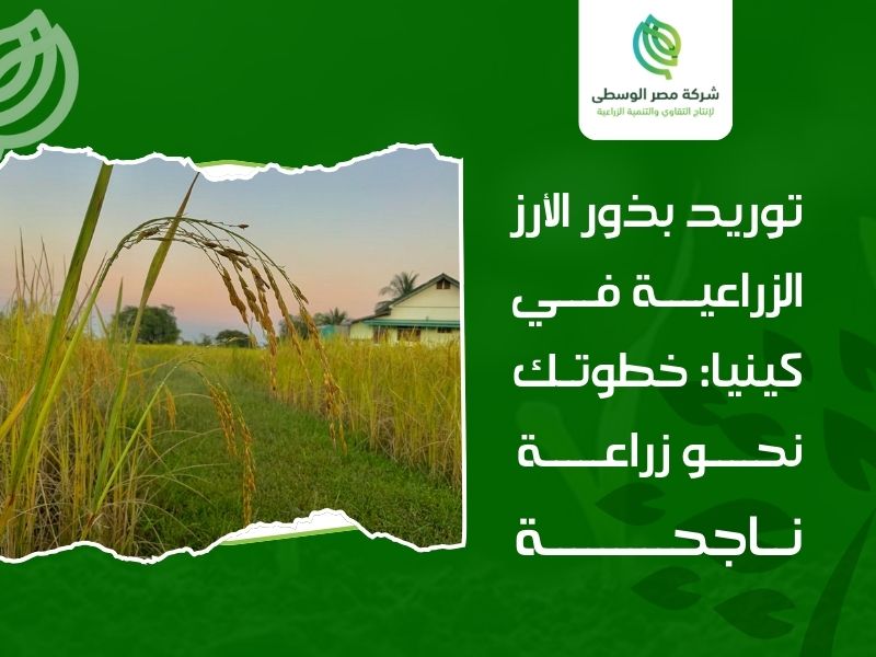 توريد بذور الأرز الزراعية في كينيا