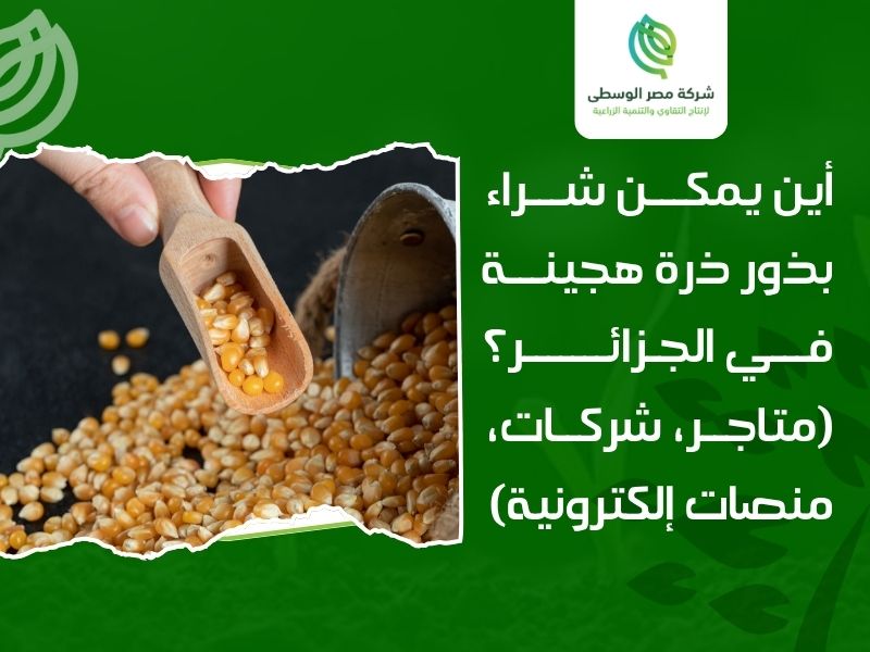 شراء بذور ذرة هجينة في الجزائر