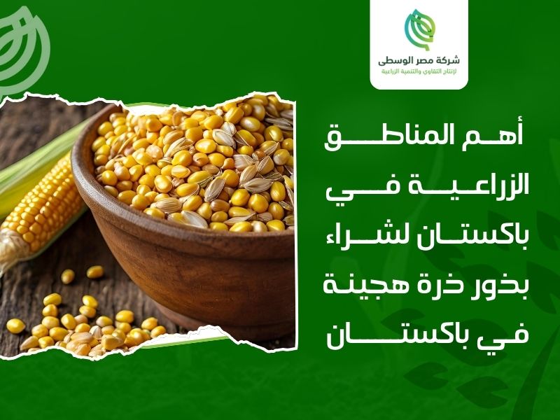 شراء بذور ذرة هجينة في باكستان