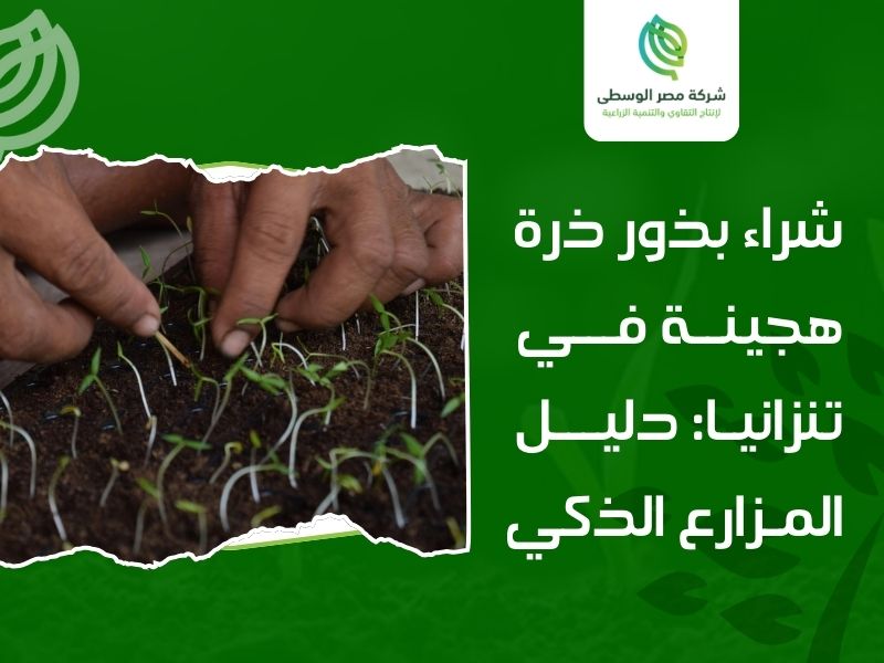 شراء بذور ذرة هجينة في تنزانيا