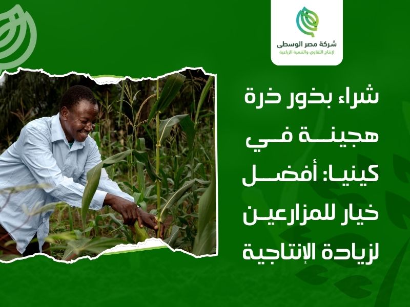 شراء بذور ذرة هجينة في كينيا