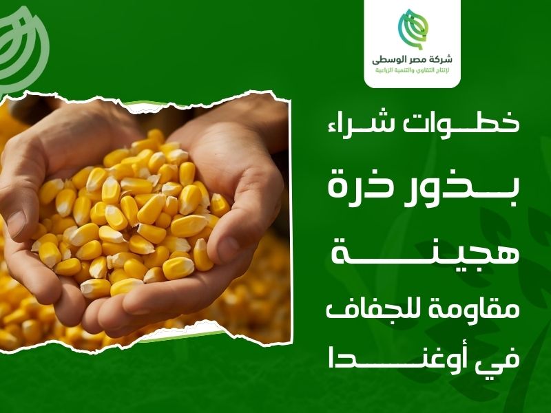شراء بذور ذرة هجينة مقاومة للجفاف أوغندا