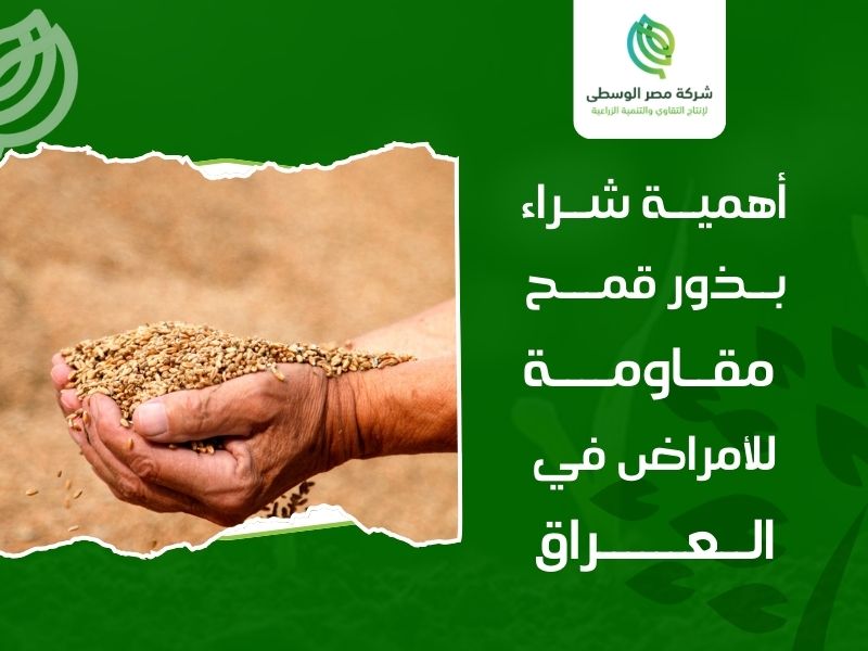 شراء بذور قمح مقاومة للأمراض في العراق