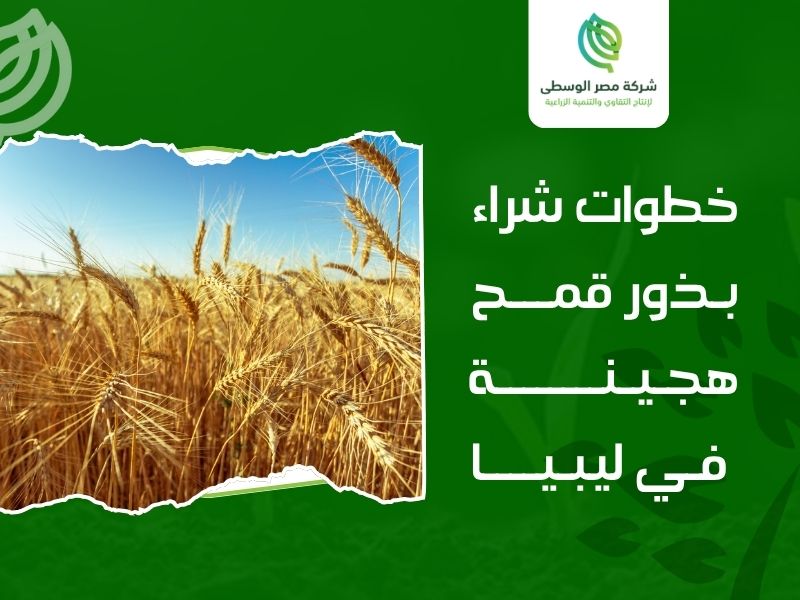 شراء بذور قمح هجينة في ليبيا