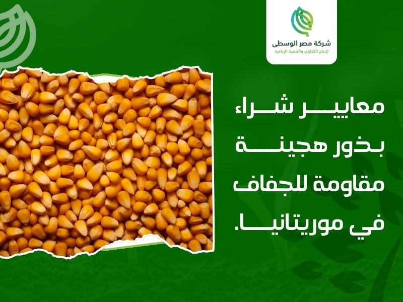 شراء بذور هجينة مقاومة للجفاف في موريتانيا