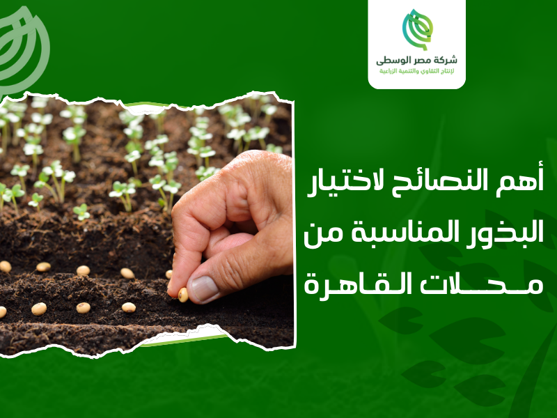 محلات بيع البذور في القاهرة