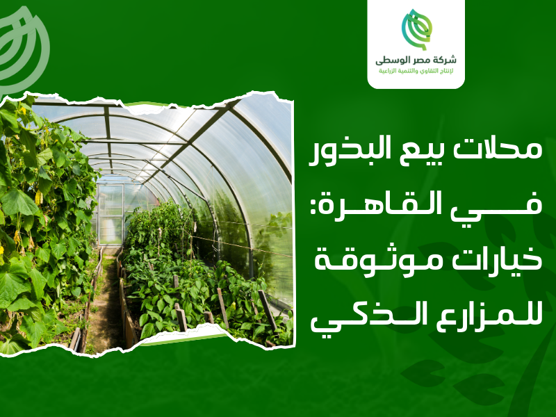 محلات بيع البذور في القاهرة